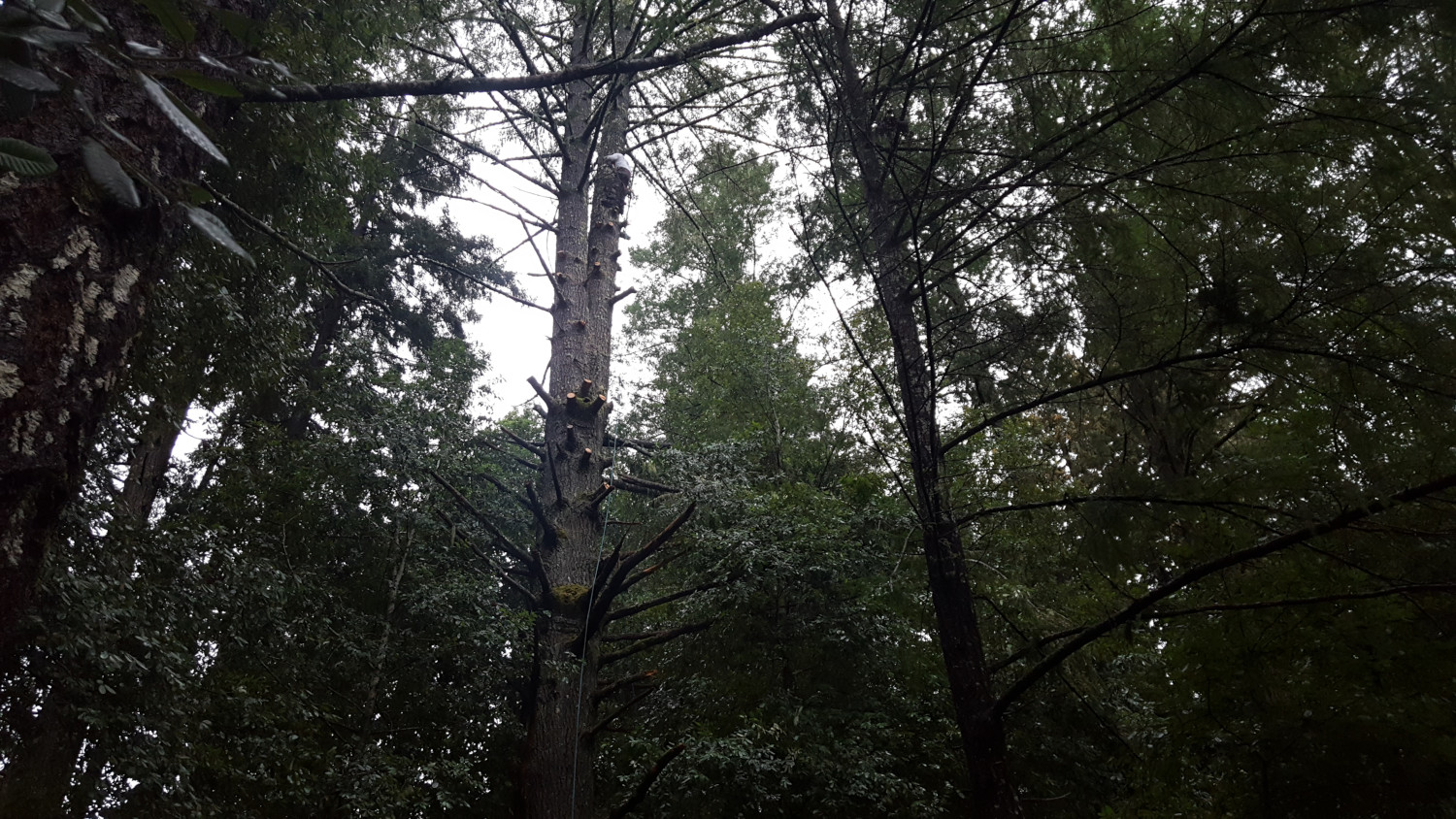 Travis Tree Professionals Inc.