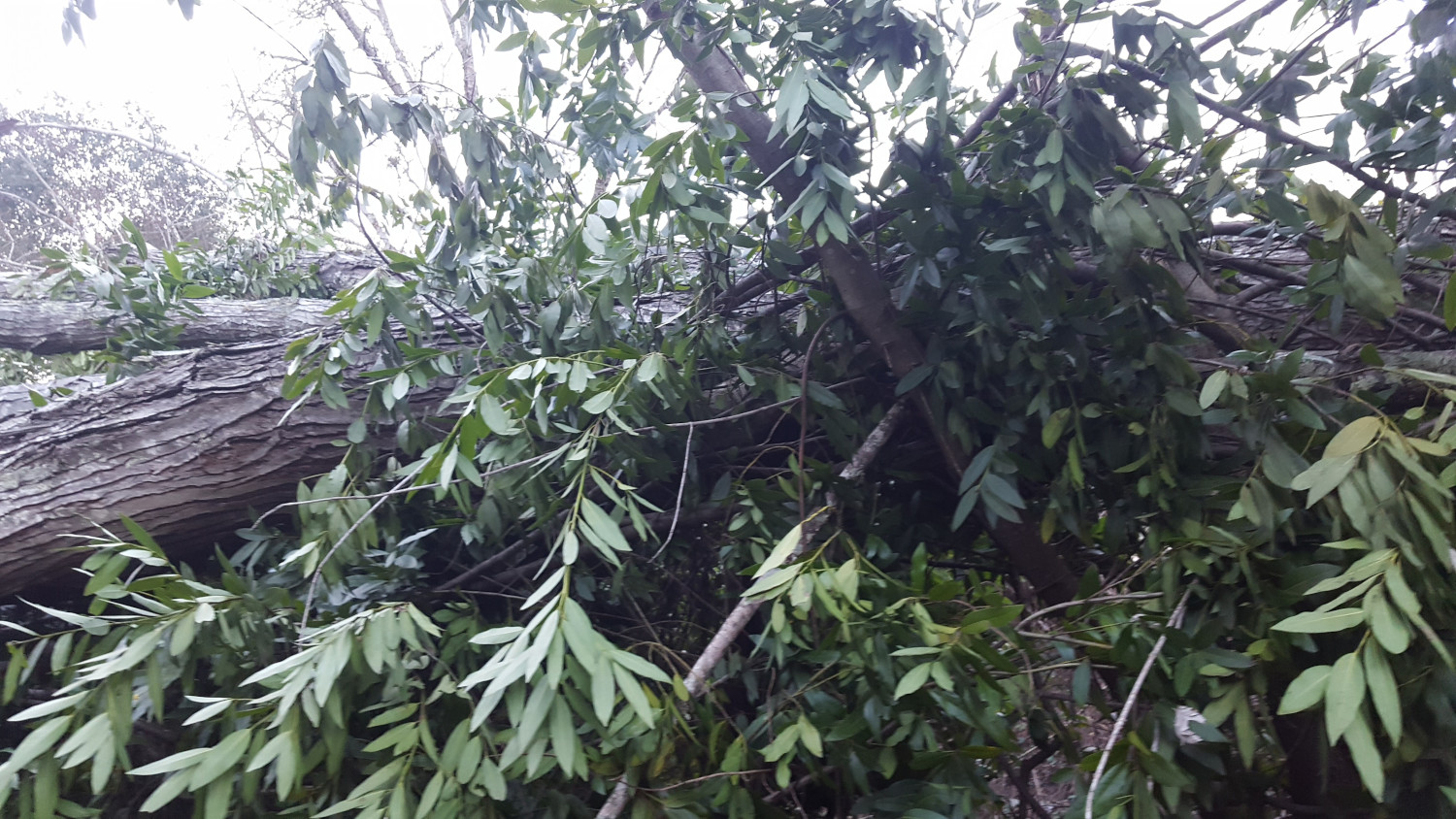 Travis Tree Professionals Inc.
