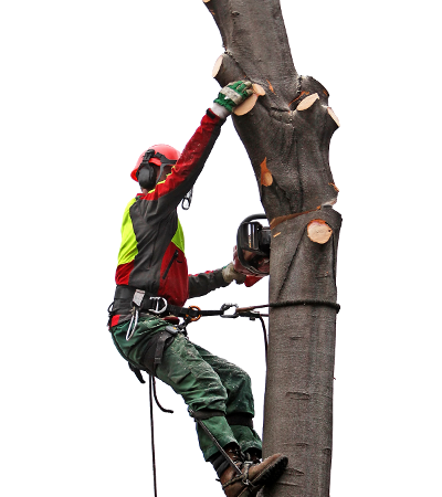 Travis Tree Professionals Inc.