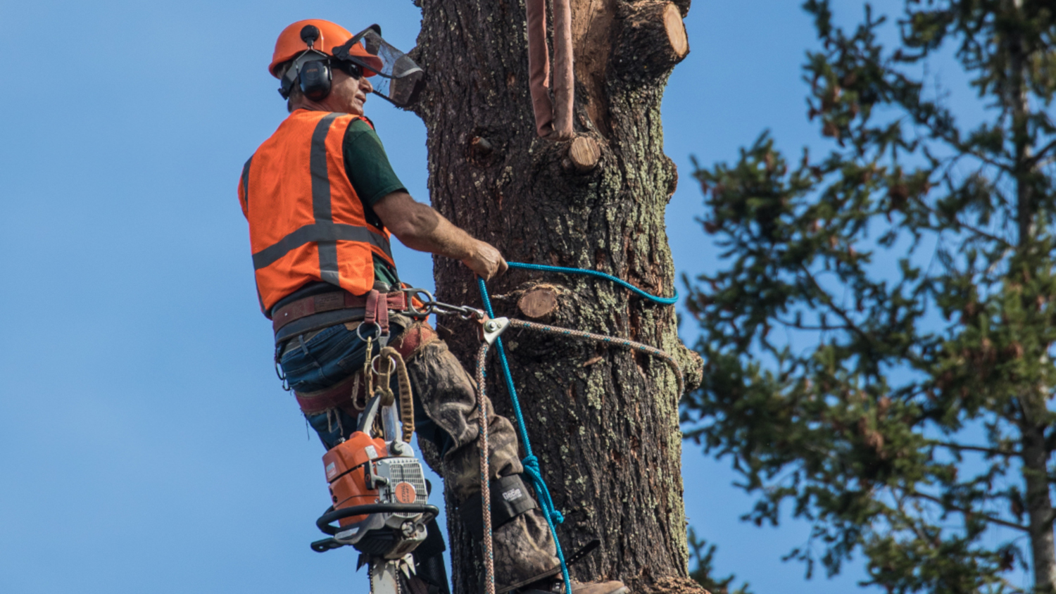 Tree Removal - Travis Tree Professionals Inc.