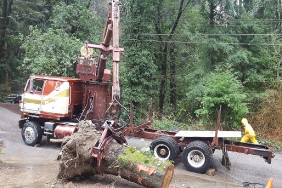 Travis Tree Professionals Inc.